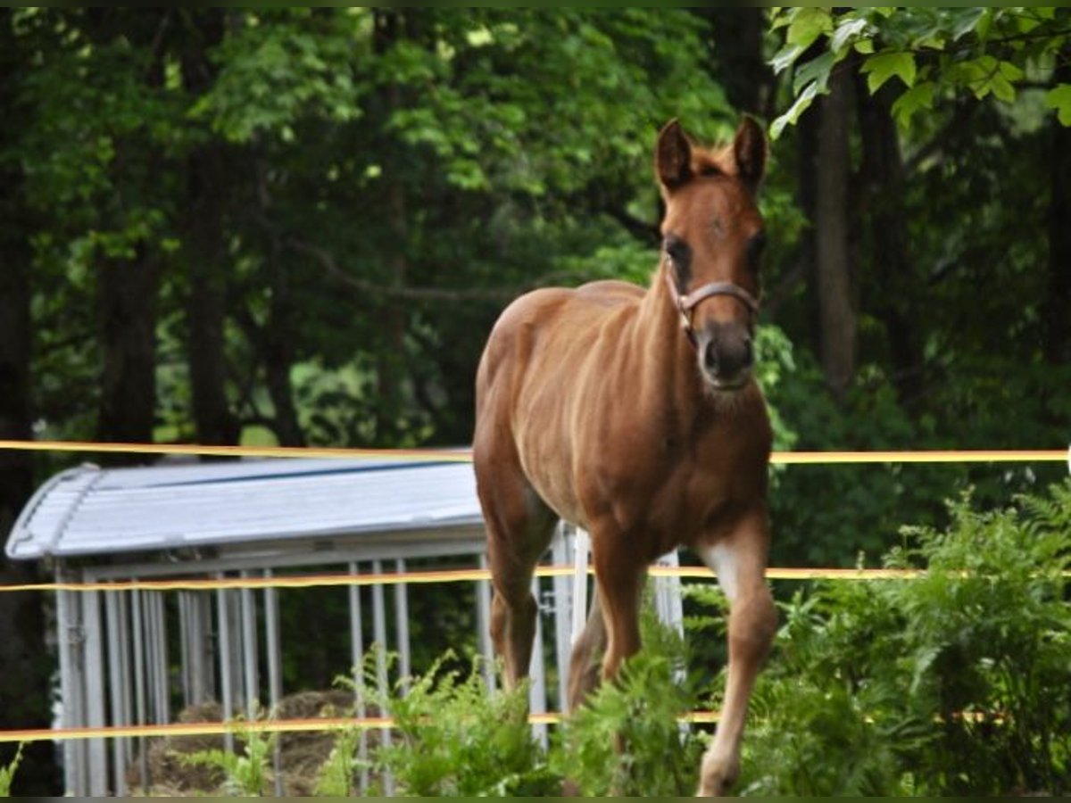 American Quarter Horse Stute  148 cm Dunkelfuchs in Mehlmeisel