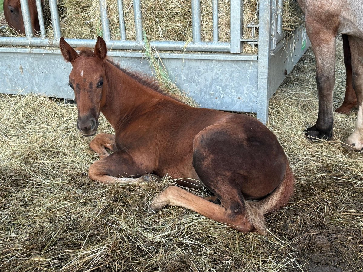 American Quarter Horse Stute Fohlen (07/2025) 148 cm Dunkelfuchs in Daleiden