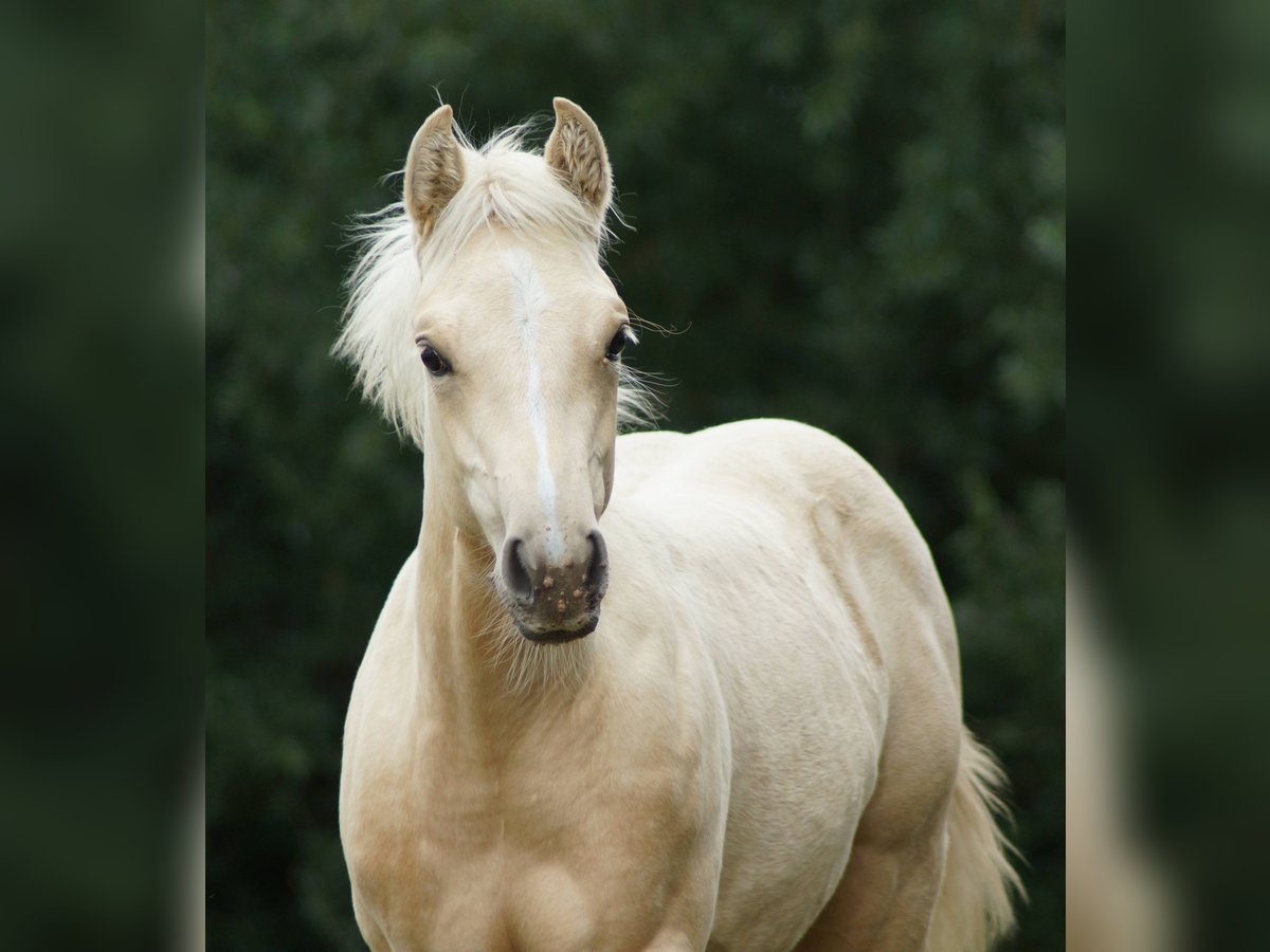 American Quarter Horse Stute Fohlen (03/2025) 148 cm Palomino in Linsburg
