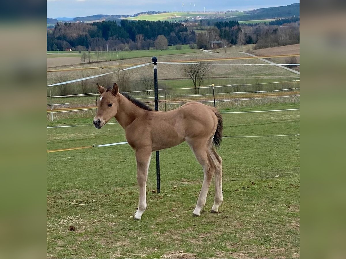 American Quarter Horse Stute  148 cm Red Dun in Erbendorf