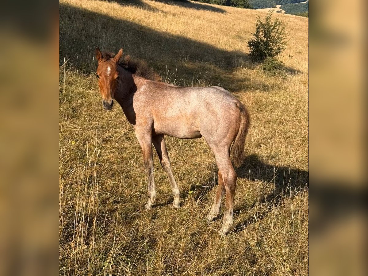 American Quarter Horse, Stute in Daleiden