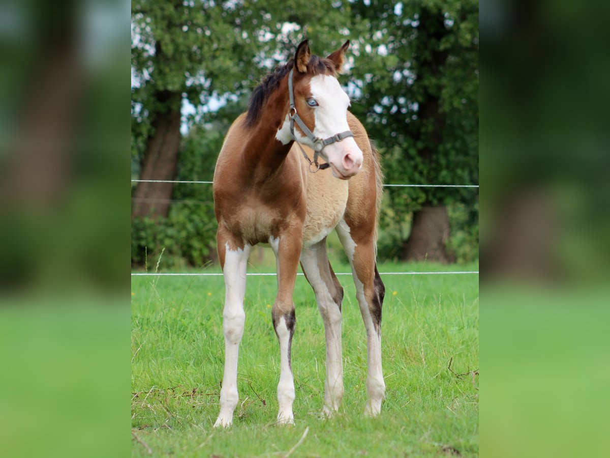 American Quarter Horse Stute Fohlen (04/2024) 149 cm Overo-alle-Farben in Stade