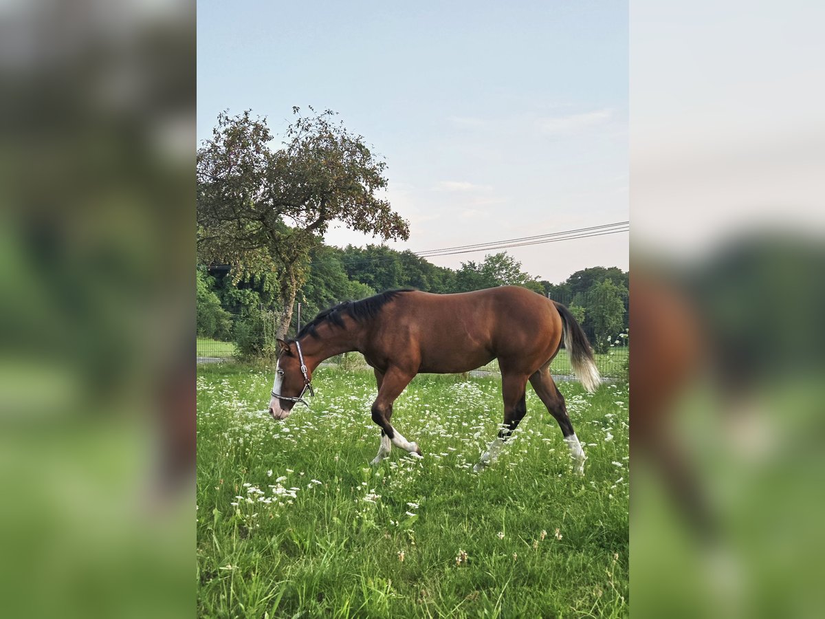 American Quarter Horse Stute Fohlen (02/2025) 150 cm Brauner in Pottenstein