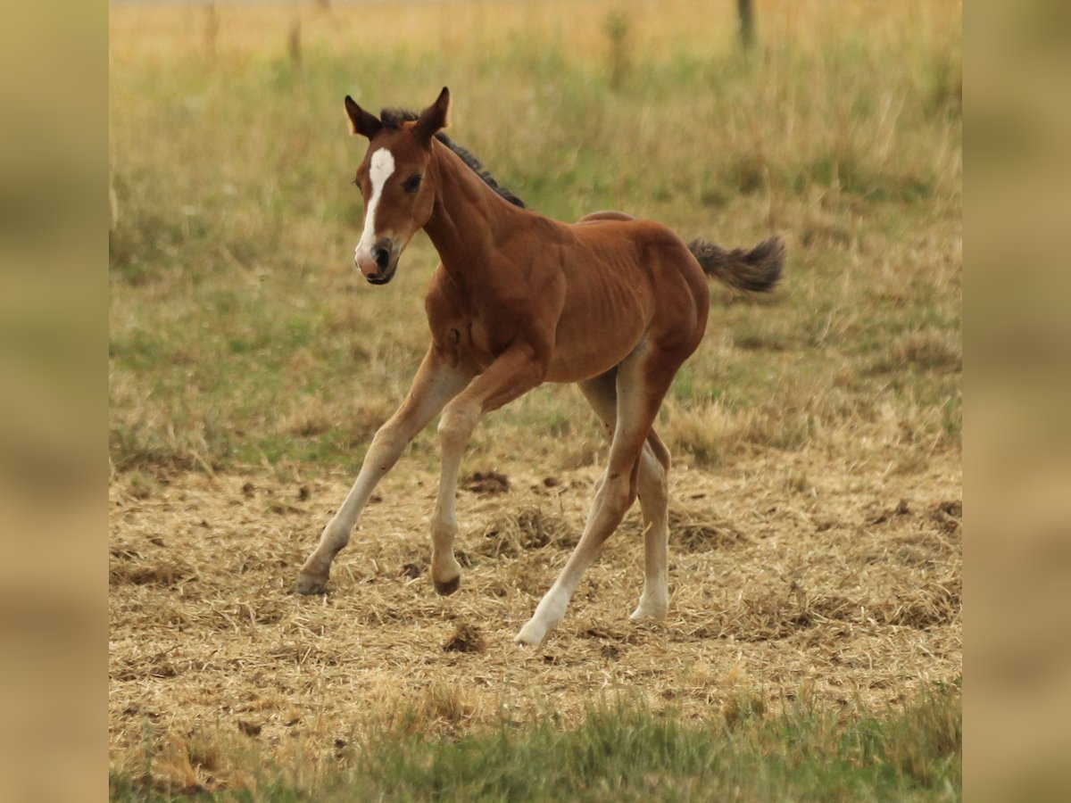 American Quarter Horse Stute Fohlen (05/2025) 150 cm Brauner in Waldshut-Tiengen