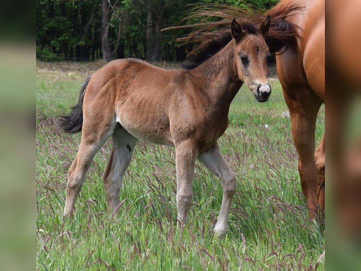 American Quarter Horse Stute  150 cm Brauner in Neustadt Dosse