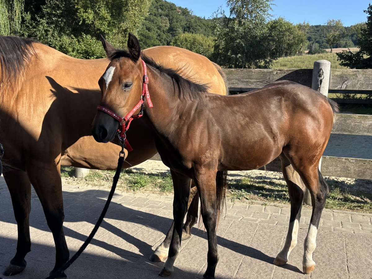 American Quarter Horse Stute Fohlen (04/2025) 150 cm Buckskin in H&#xF6;ringen