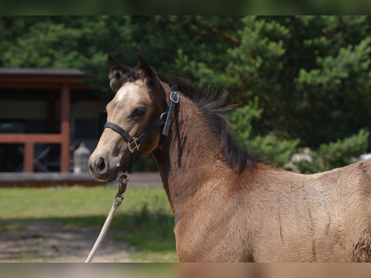 American Quarter Horse Stute  150 cm Buckskin in Wusterhausen (Dosse)