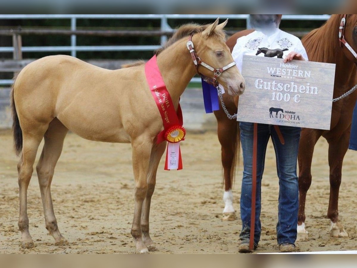American Quarter Horse Stute Fohlen (04/2025) 150 cm Champagne in Burgheim