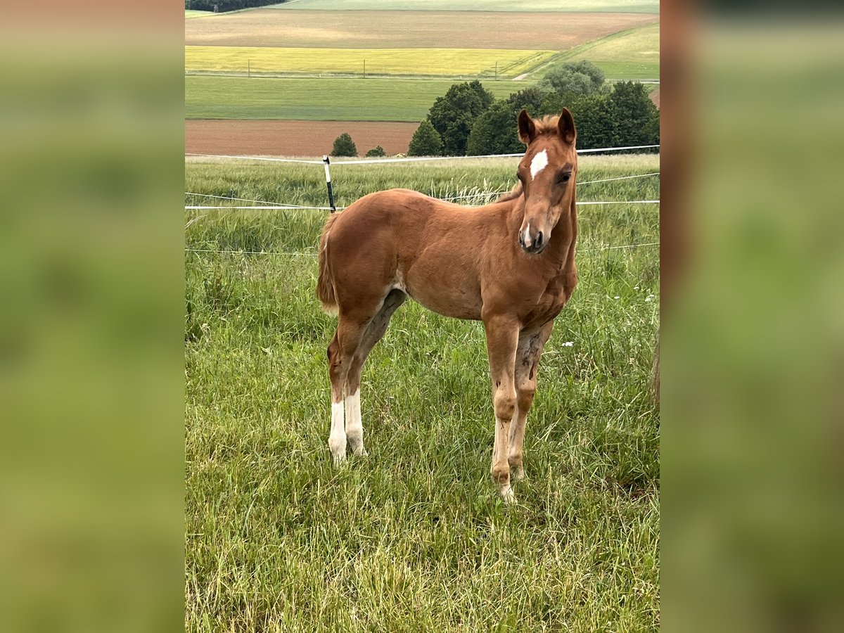 American Quarter Horse Stute  150 cm Dunkelfuchs in Kirchenthumbach