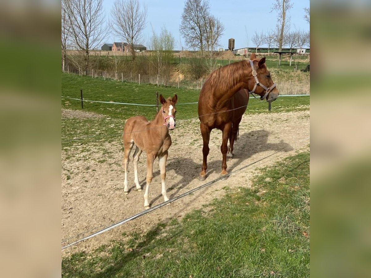 American Quarter Horse Stute  150 cm Dunkelfuchs in Tongeren