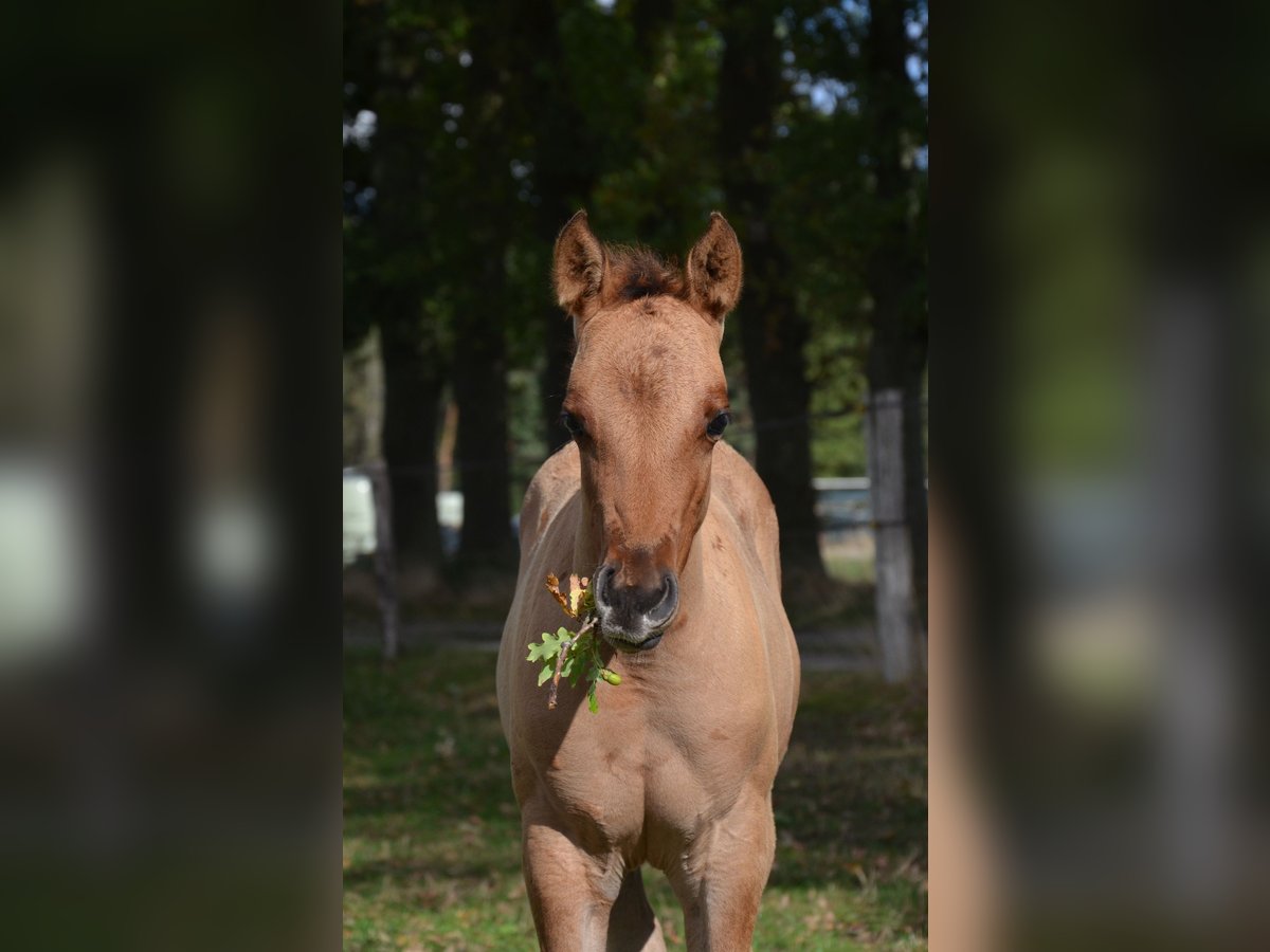 American Quarter Horse Stute Fohlen (07/2025) 150 cm Falbe in Nordhorn