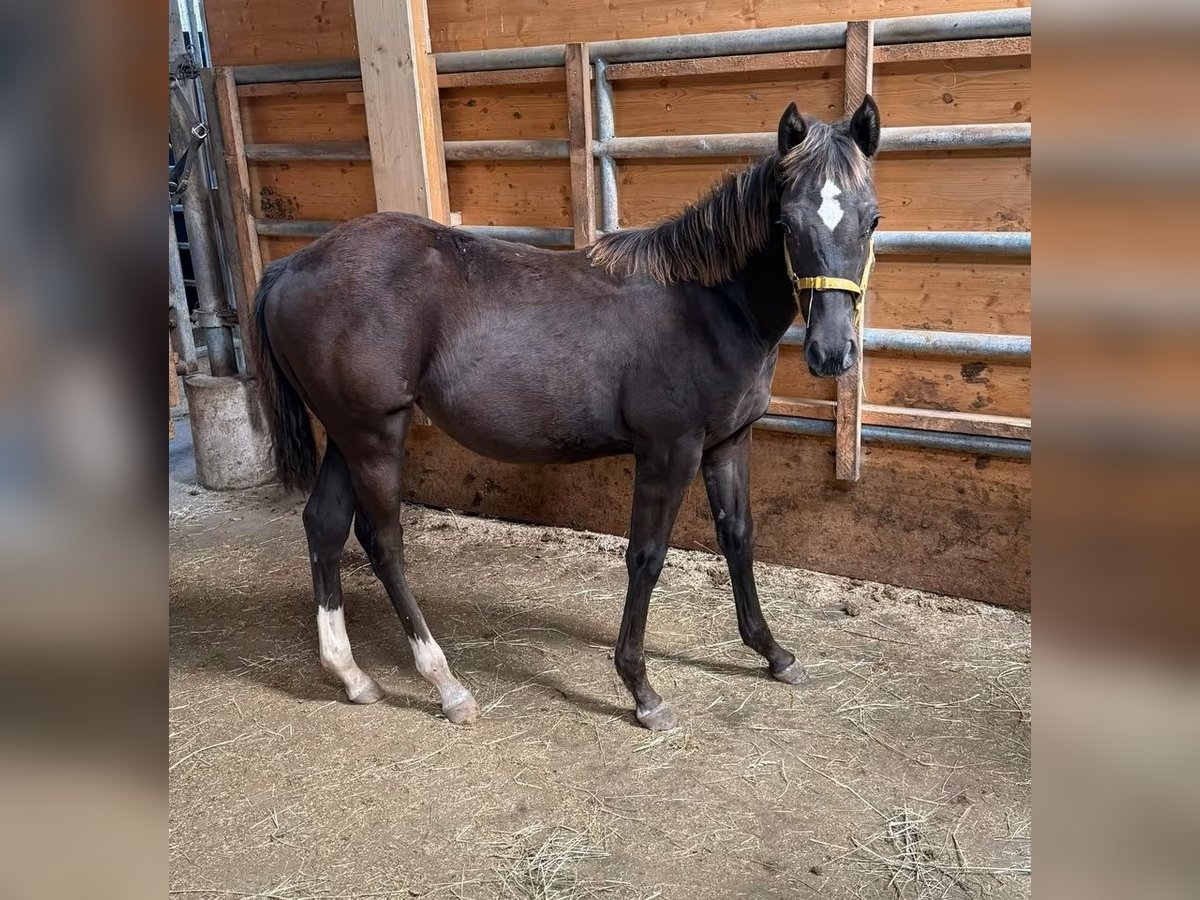 American Quarter Horse, Stute in Daleiden