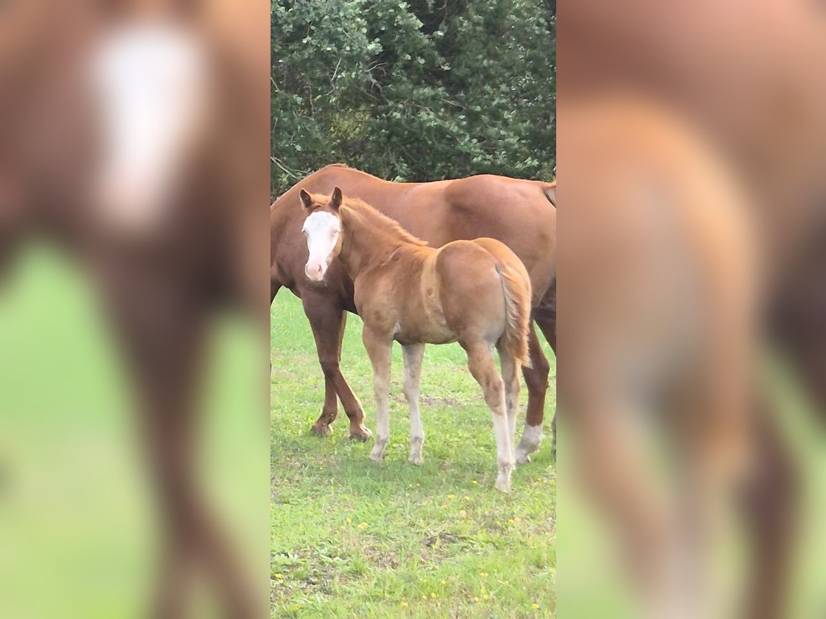 American Quarter Horse, Stute in Wietmarschen
