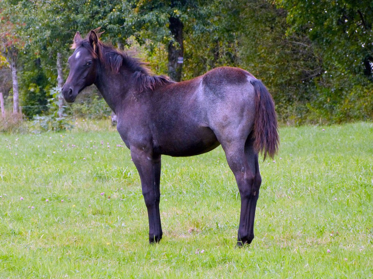 American Quarter Horse Stute Fohlen (04/2024) 150 cm Roan-Blue in Breitenbach