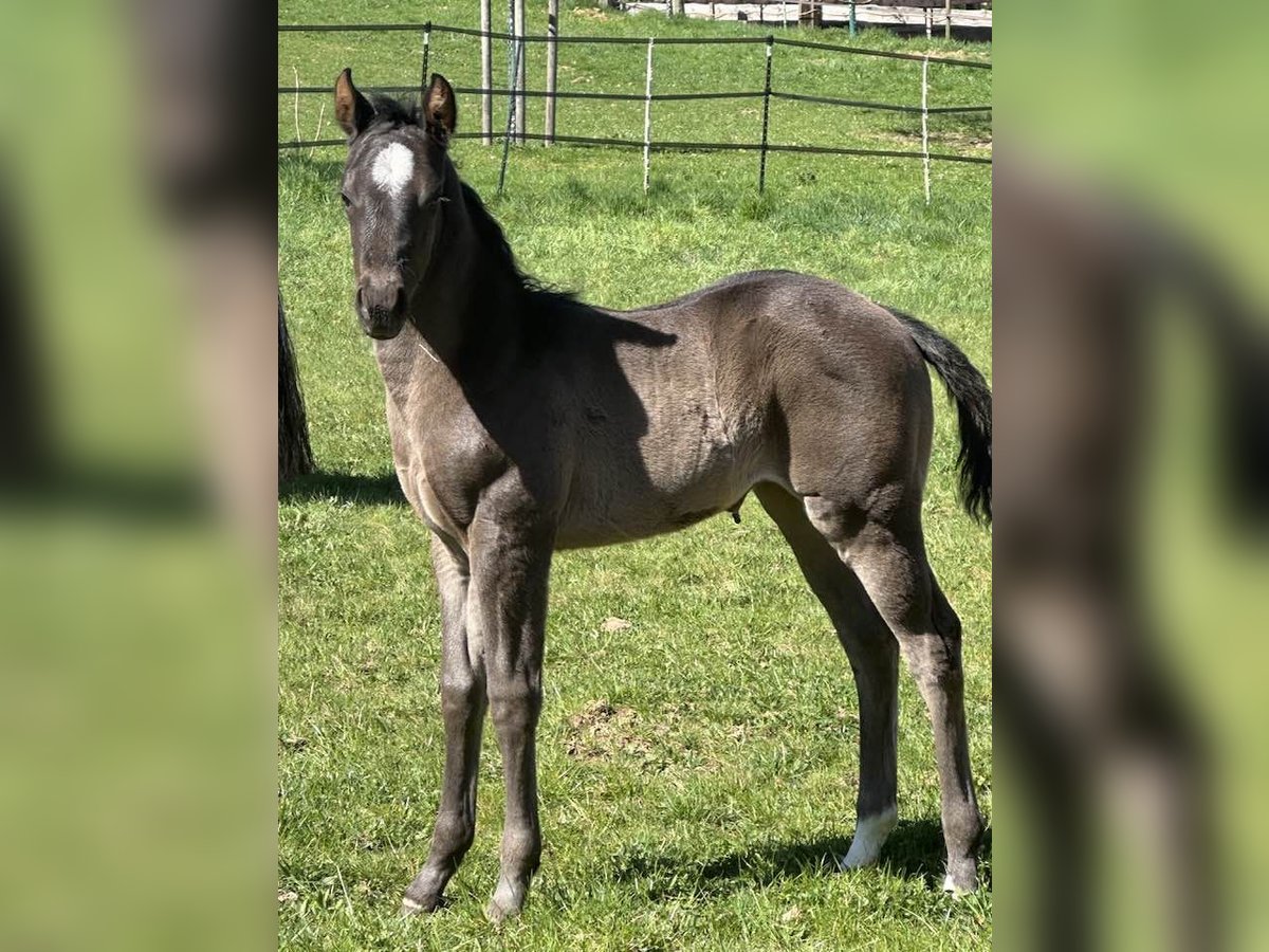 American Quarter Horse Stute  150 cm Roan-Blue in Miltenberg