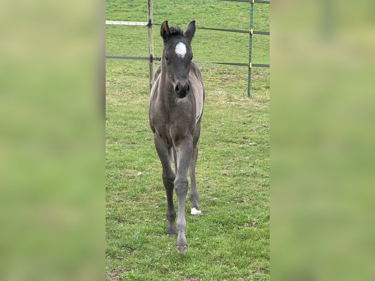 American Quarter Horse Stute  150 cm Roan-Blue in Miltenberg