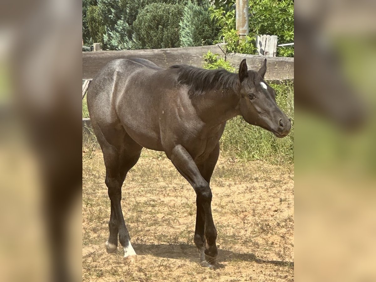 American Quarter Horse Stute Fohlen (03/2025) 150 cm Roan-Blue in Miltenberg
