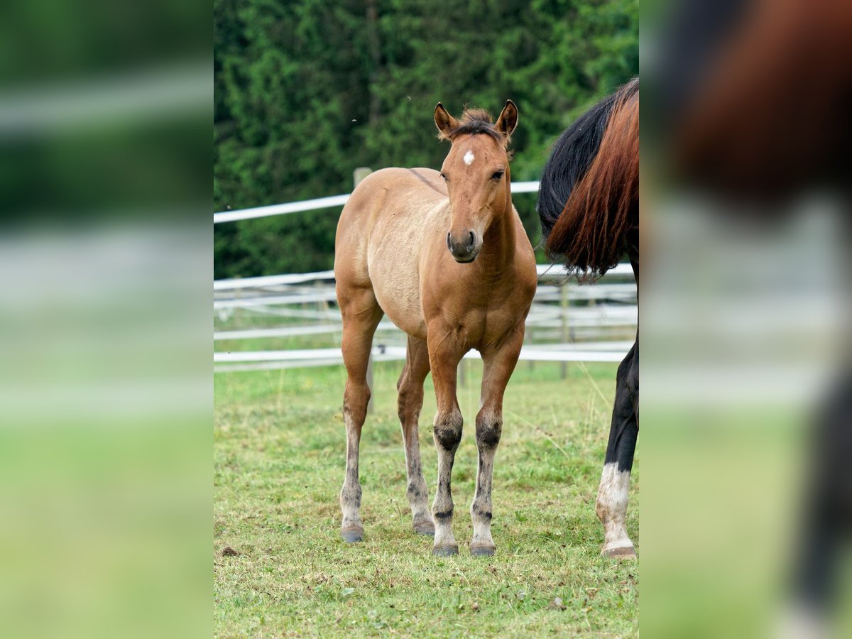 American Quarter Horse Stute Fohlen (04/2025) 150 cm in Dahlem