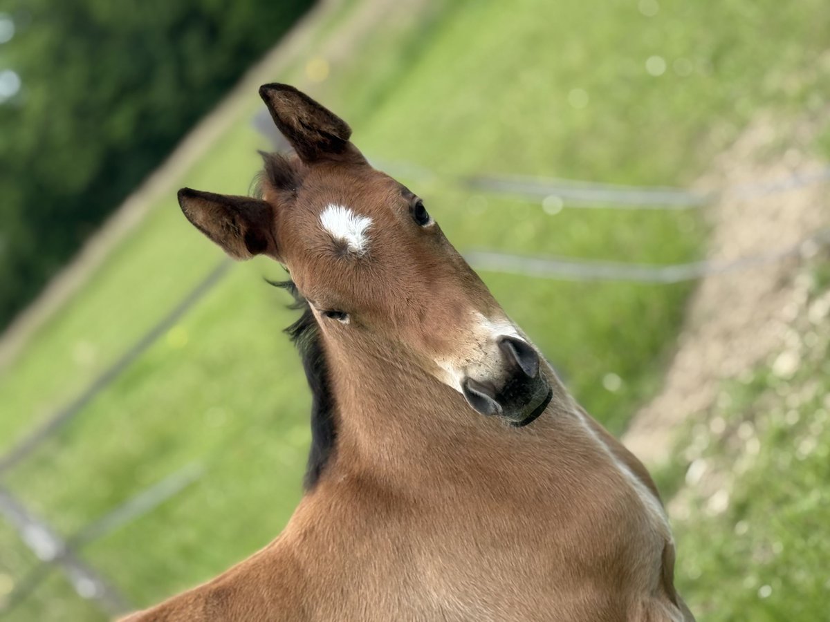 American Quarter Horse Stute  152 cm Brauner in Thodure