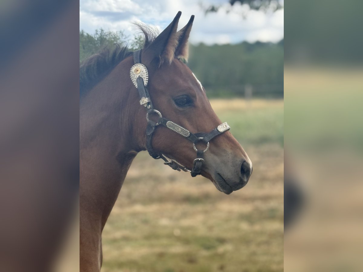 American Quarter Horse Stute  152 cm Brauner in Thodure