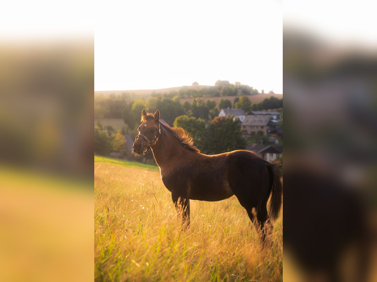 American Quarter Horse Stute Fohlen (05/2025) 152 cm Buckskin in Venusberg