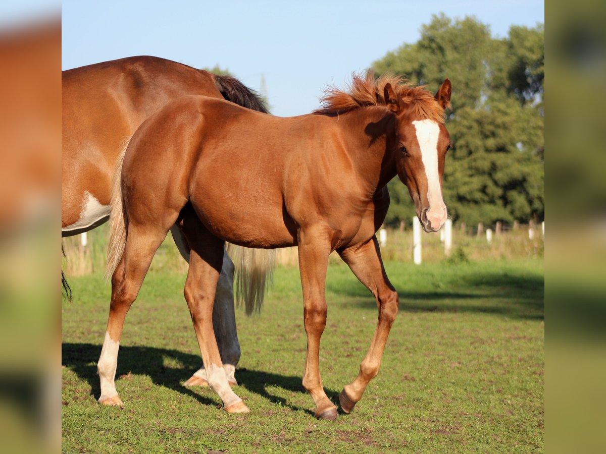 American Quarter Horse, Stute in Stade