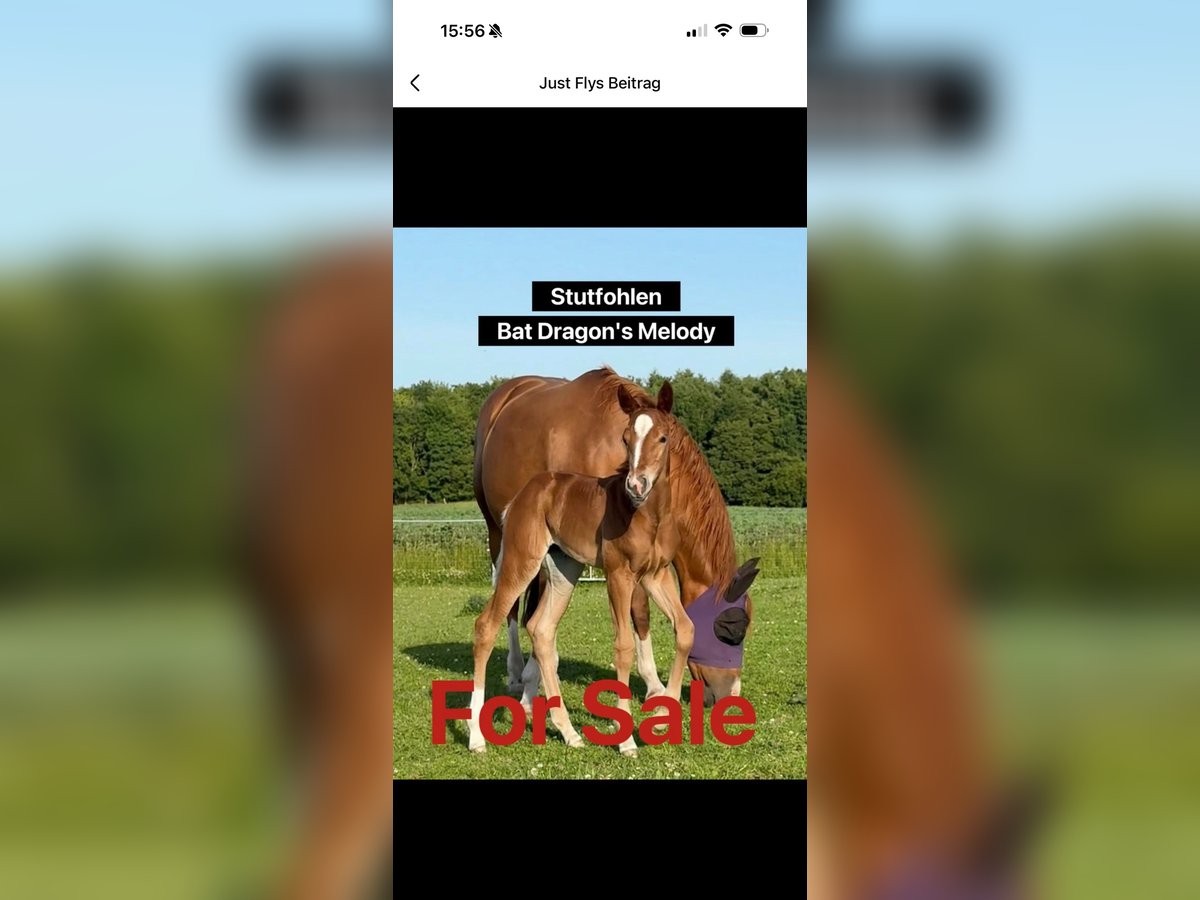 American Quarter Horse Stute Fohlen (01/2025) 152 cm Fuchs in Sch&#xF6;nberg