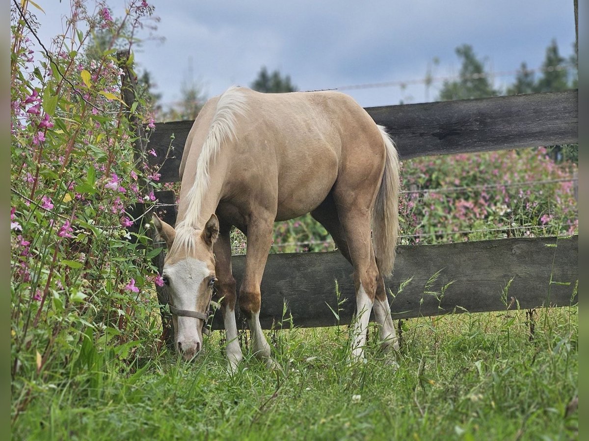American Quarter Horse Stute Fohlen (03/2025) 152 cm Palomino in Halfing