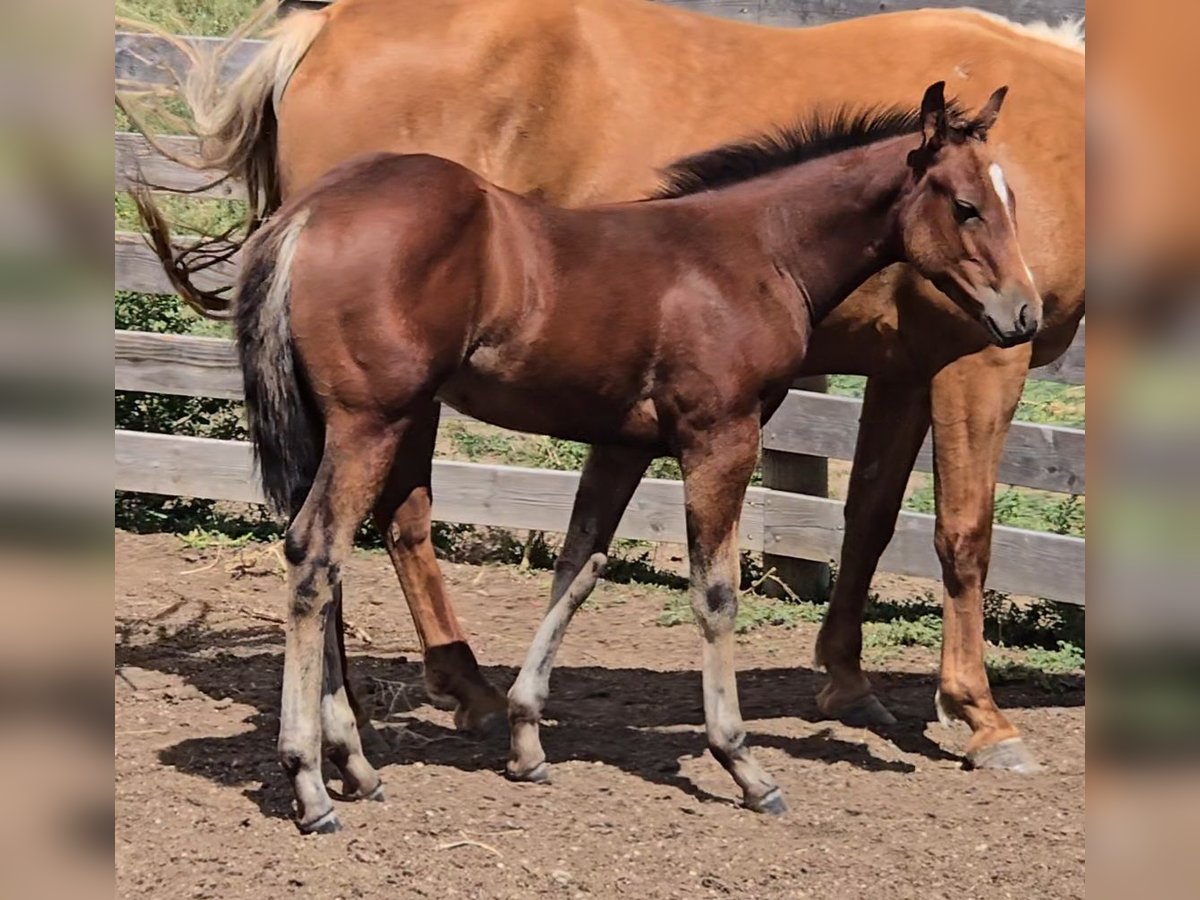 American Quarter Horse Stute Fohlen (05/2025) 152 cm Rotbrauner in Denton, MT