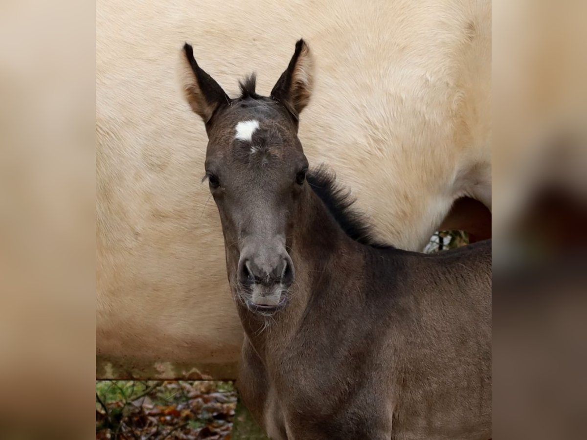 American Quarter Horse Stute  153 cm Rappe in Schlammersdorf-Moos