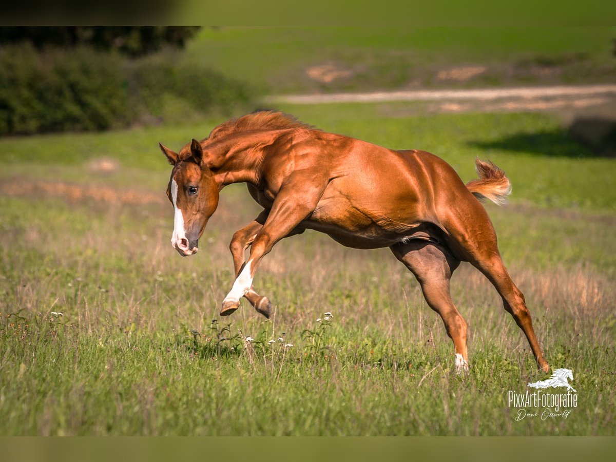 American Quarter Horse, Stute in Senden