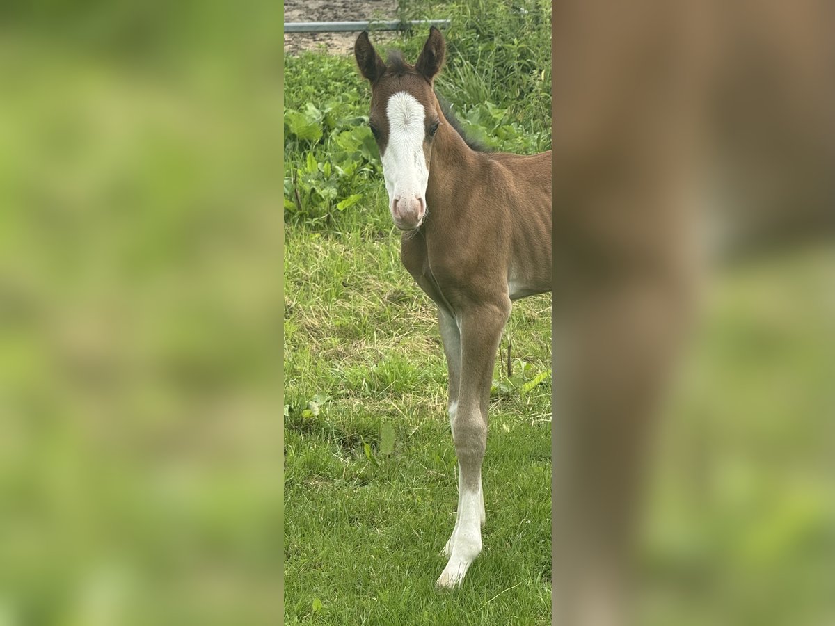 American Quarter Horse Stute  155 cm Brauner in MannheiM