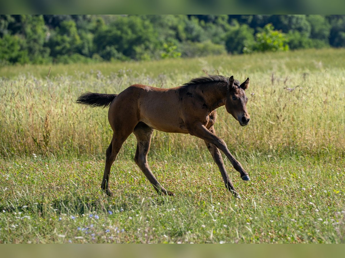 American Quarter Horse Stute  155 cm Brauner in Rosenfeld
