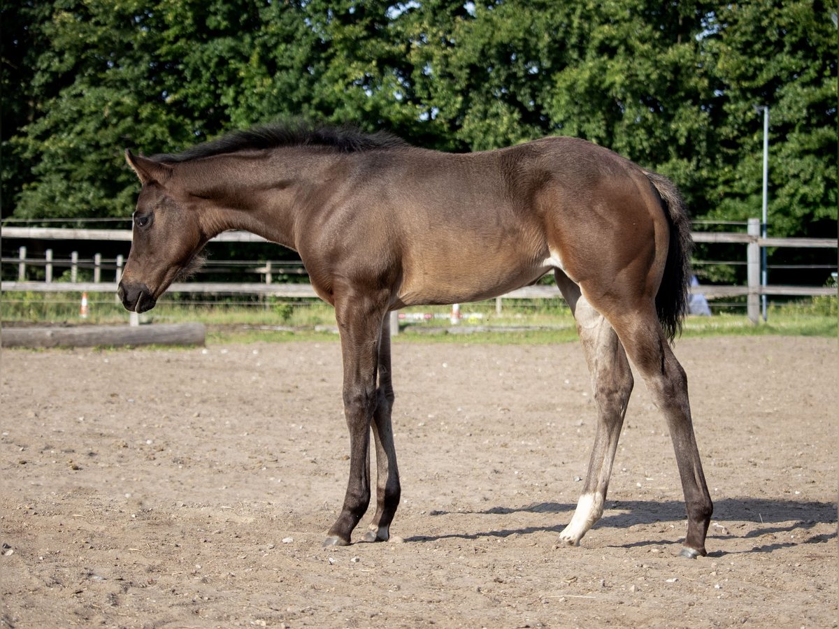 American Quarter Horse Stute  155 cm Rappe in Gro&#xDF; Kummerfeld