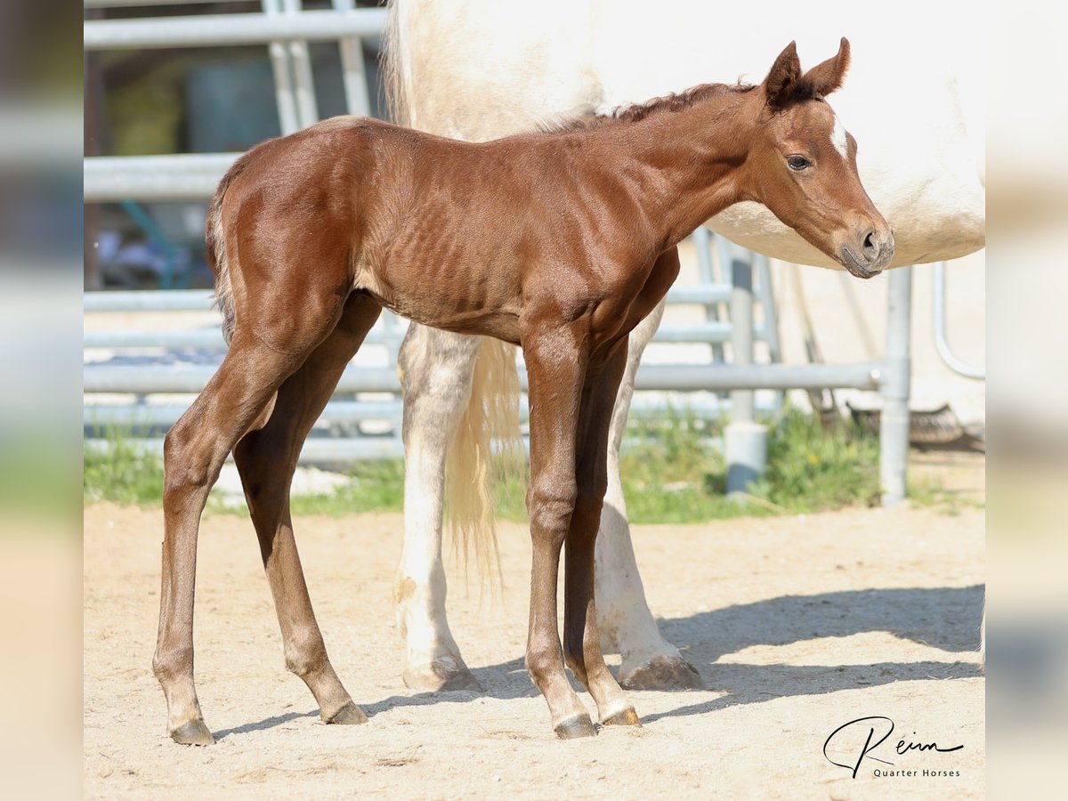 American Quarter Horse Stute  158 cm Schimmel in Anzing