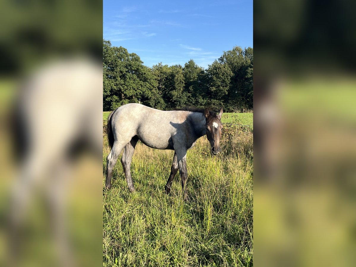 American Quarter Horse, Stute in Bad Zwischenahn
