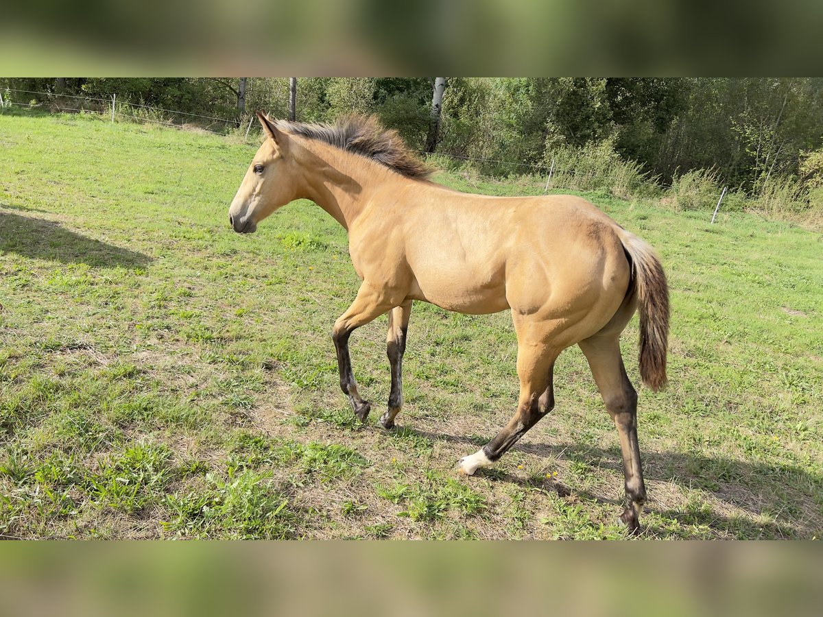 American Quarter Horse Stute Fohlen (05/2024) 160 cm Buckskin in Nyýrsko