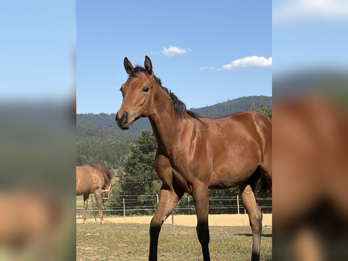 American Quarter Horse, Stute in Arnbruck