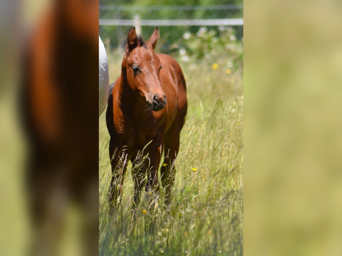 American Quarter Horse Stute  Brauner in Fichtelberg