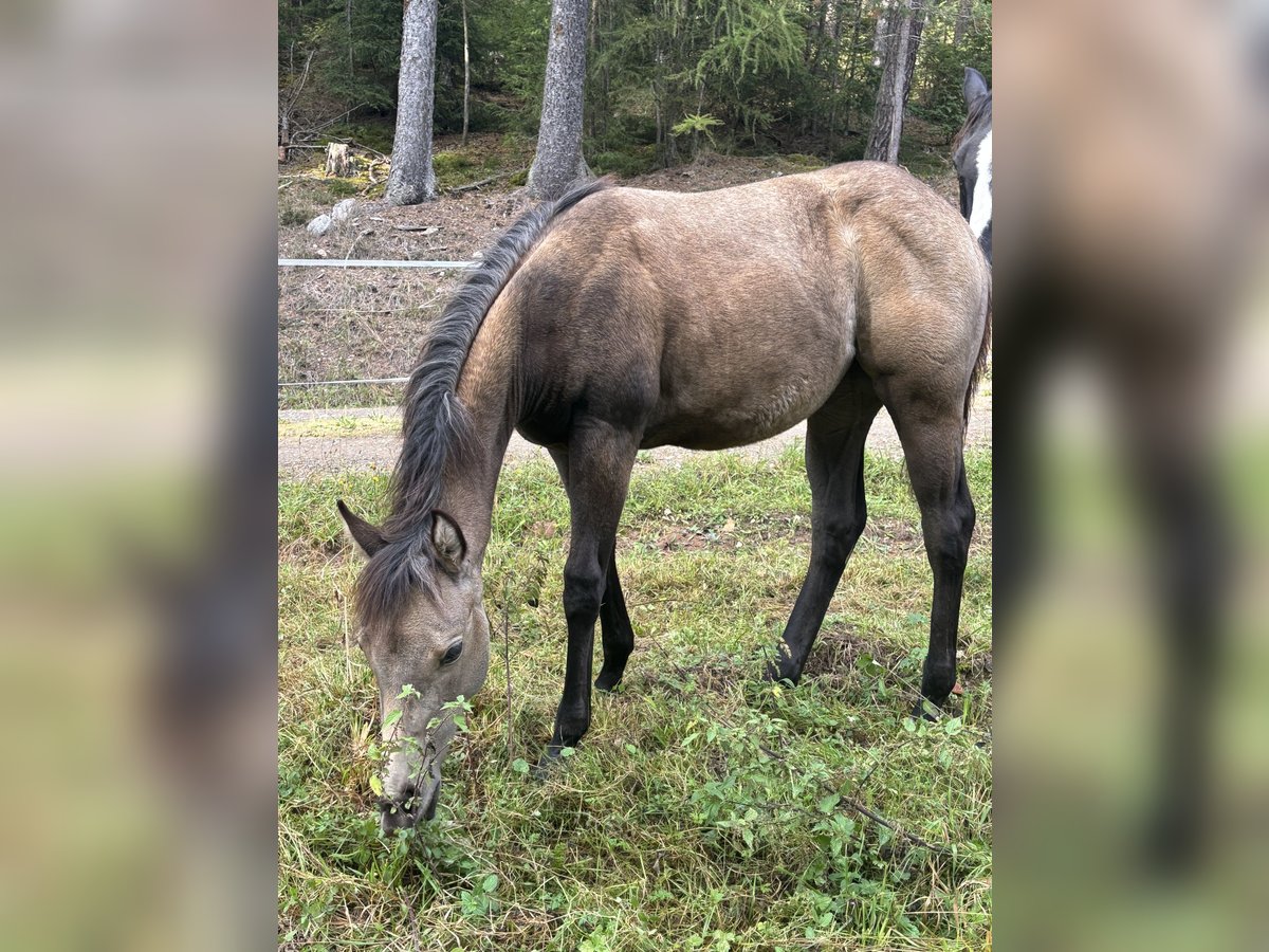 American Quarter Horse Stute Fohlen (05/2025) Buckskin in Rosa