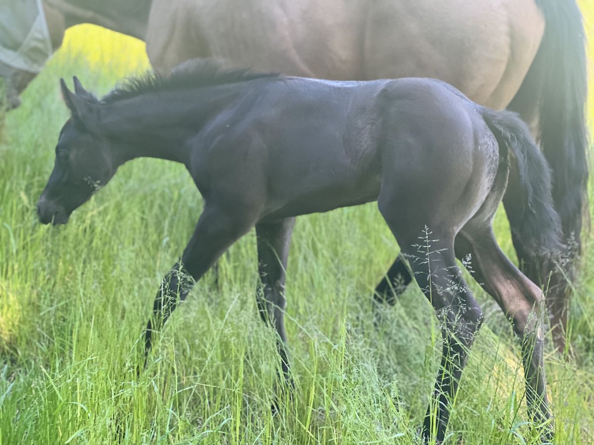 American Quarter Horse Stute  Buckskin in Iggingen