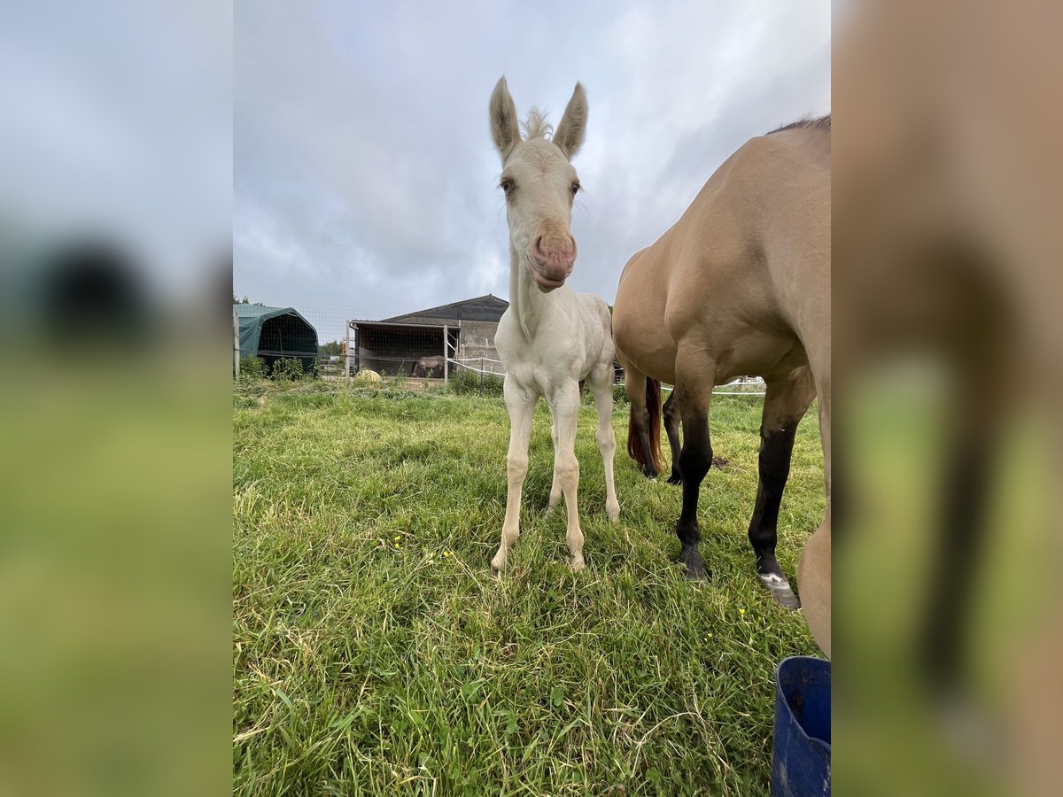 American Quarter Horse Stute  Champagne in Wervik