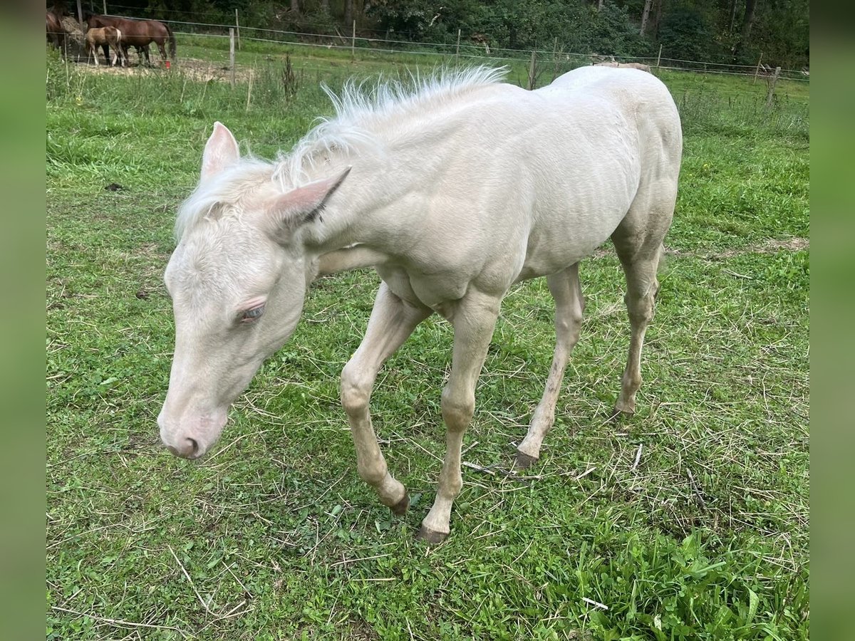 American Quarter Horse Stute Fohlen (05/2024) Cremello in Mehren