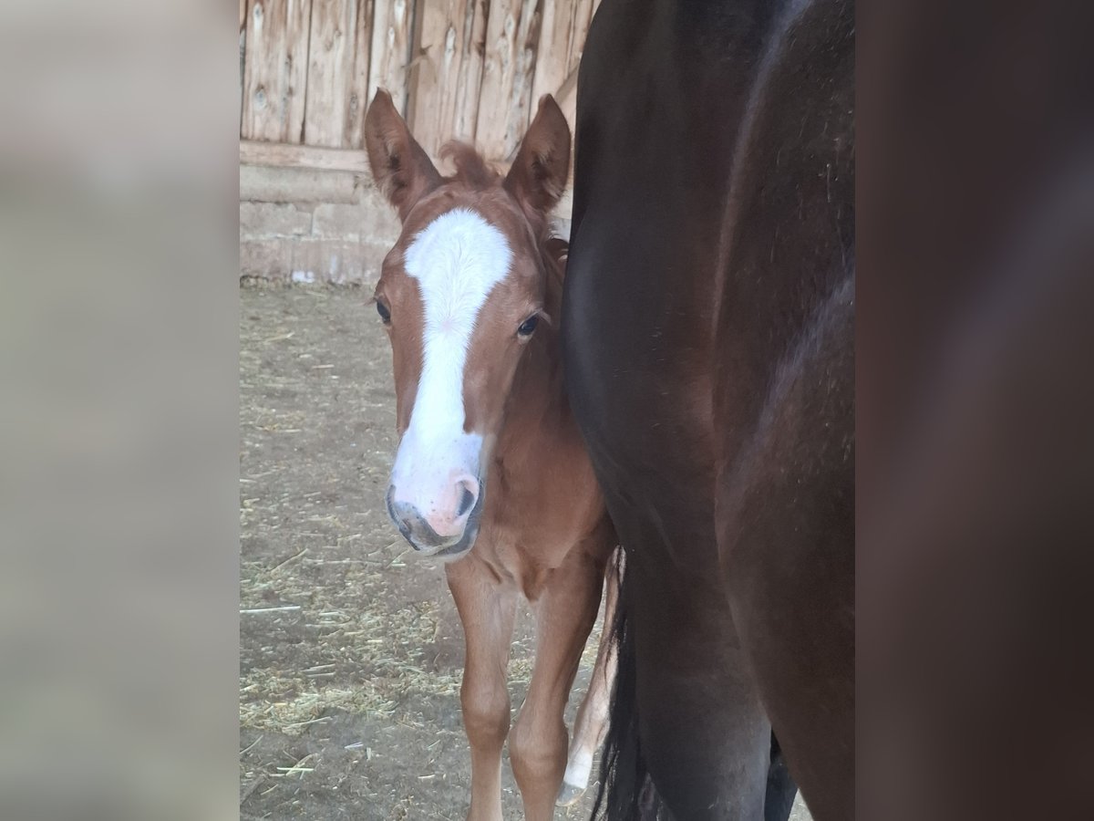 American Quarter Horse Stute  Dunkelbrauner in L&#xF6;ffingen Unadingen