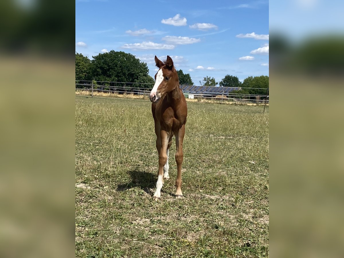 American Quarter Horse Stute  Dunkelfuchs in Wadersloh