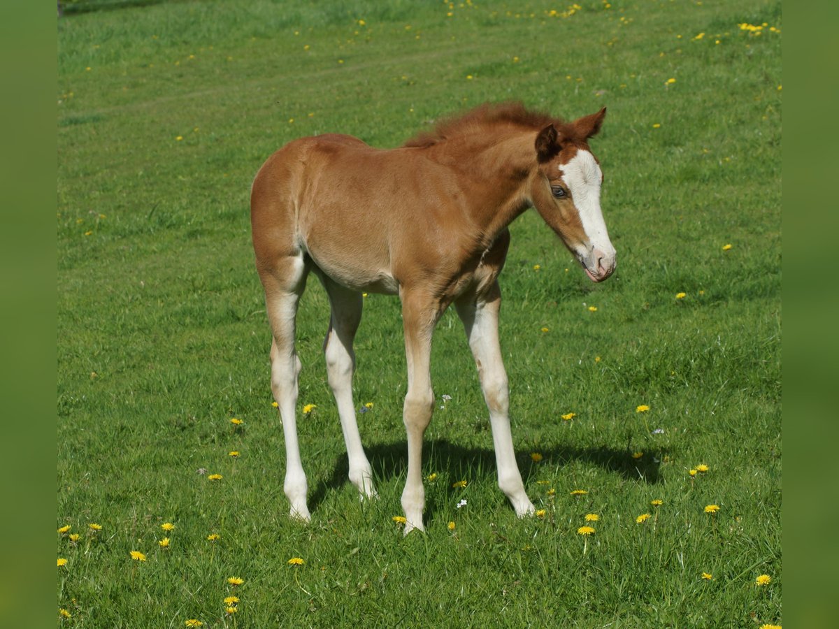 American Quarter Horse, Stute in Linsburg
