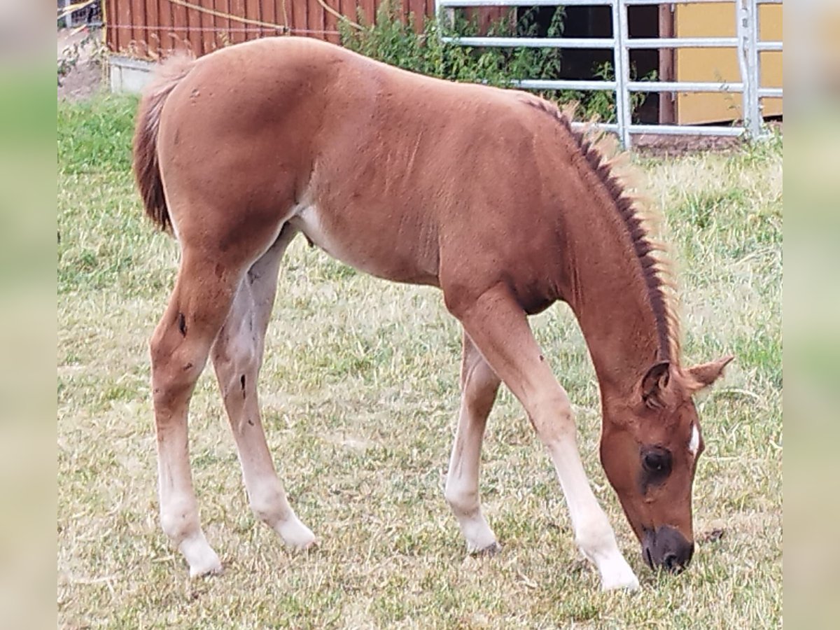 American Quarter Horse Stute Fohlen (05/2025) Fuchs in Immenreuth