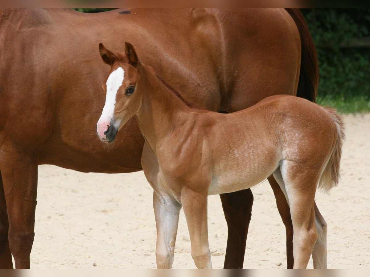 American Quarter Horse Stute  Fuchs in Bonn