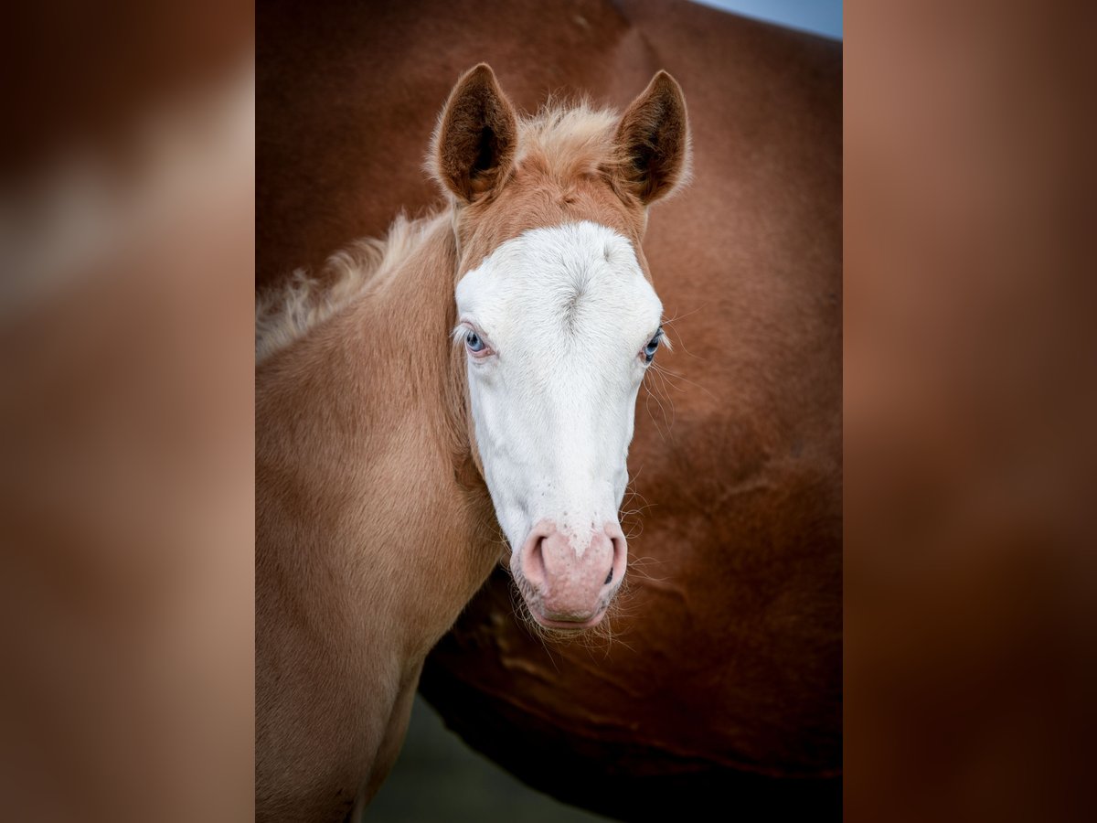 American Quarter Horse Stute  Palomino in Ehingen