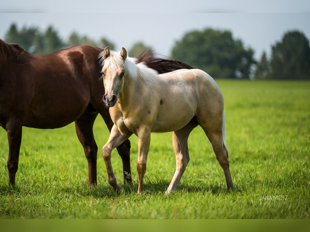 American Quarter Horse Stute Fohlen (02/2025) Palomino in Schermbeck